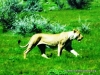 etosha_8
