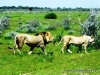 etosha_9