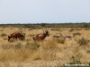 antilopen-antilopes