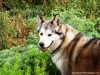 cederberg-wolf