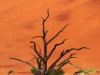 deadvlei2