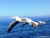 dolphin-cruise
