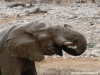 elefant-elephant