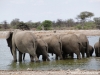 elephanten2-elephants-2