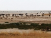 etosha-national-park-2