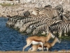 etosha-national-park