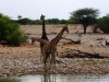 giraffe