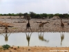 giraffen-giraffes