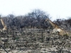 giraffen2-giraffes-2