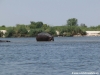 hippo