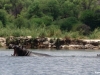hippos