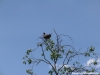 kampfadler-eagle