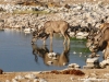 kudu2