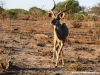 kudus