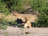 loewe2-lion-2