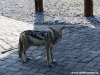 schakal-jackal