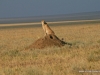 klassisches-tanzania-13
