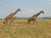 klassisches-tanzania-14