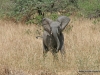 klassisches-tanzania-16