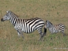 klassisches-tanzania-20