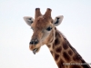 44_griaffe