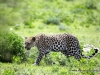 47_leopard