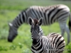 50_zebra