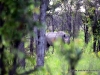 53_rhino