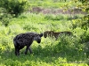 56_leopard_hyena