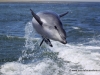 61_dolphin