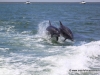 63_delphin