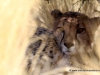 67_cheetah
