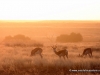 84_springbock