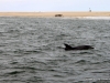 delfin-bootstour-walvisbay