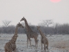 drei-giraffen-etoscha