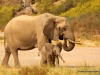 elefant-mit-baby-hoanib