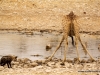 giraffe-und-hyaene-am-wasserloch-etoscha