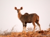 kudu-palmwag