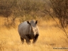 nashorn-etoscha