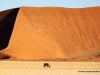oryx-namib-naukluft-park