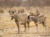 zebras-etoscha