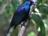 blackbellied-starling