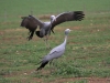 dancing-blue-cranes