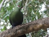 knysna-turaco