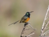 orange-breasted-sunbird
