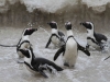 penguin-panic
