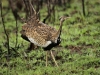 strutting-blackbellied-bustard