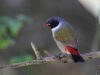 swee-waxbill