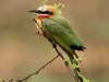 white-fronted-bee-eater