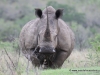 breitmaulnashornwhite_rhino
